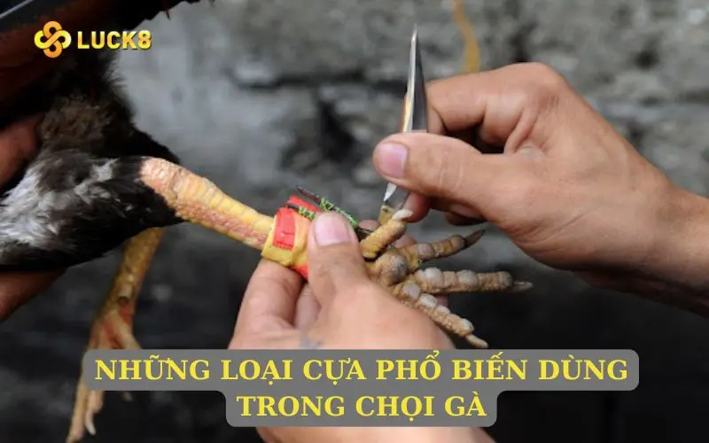 Những loại cựa phổ biến dùng trong chọi gà