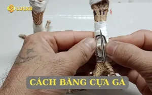 cach-bang-cua-ga