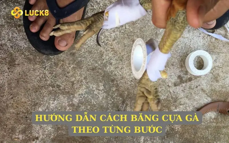 Hướng dẫn cách băng cựa gà theo từng bước