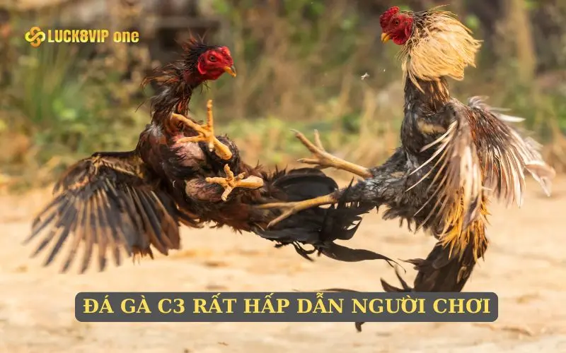 Đá gà C3 rất hấp dẫn người chơi