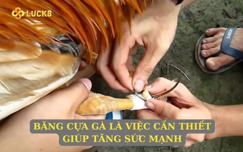 Băng cựa gà là việc cần thiết, giúp tăng sức mạnh